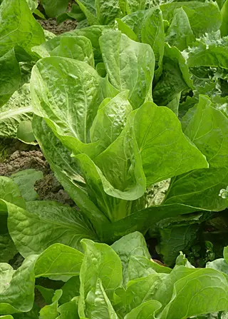 fresh green romaine lettuce plants growing in a garden bed