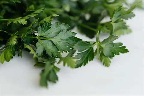 fresh japanese parsley mitsuba leaves on a white surface