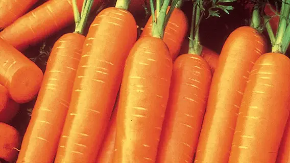 fresh long imperator carrots with green tops arranged close together