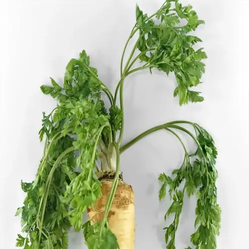 fresh parsley plant with leafy green stems and root on a white background