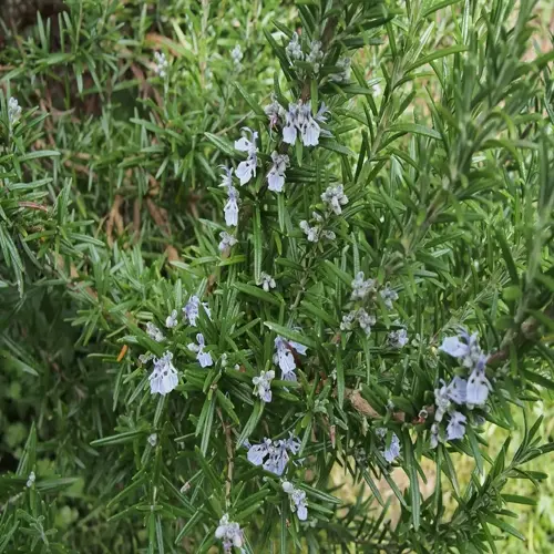 fresh savory herb with needle-like green leaves and pale purple blossoms in a garden