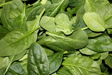 fresh smooth leaf baby spinach leaves close up