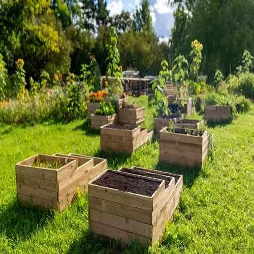 fresh spinach garden bed in a sunny yard with raised wooden planters and greenery
