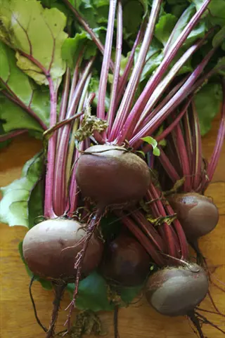 freshly harvested detroit dark red beets with leafy green tops on a wooden surface