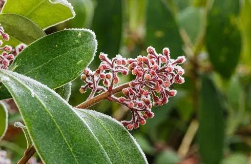frost-covered skimmia rubella buds among glossy green leaves