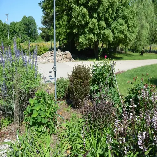 garden bed with ninebark shrub foliage, flowers, lawn, trees, and gravel drive