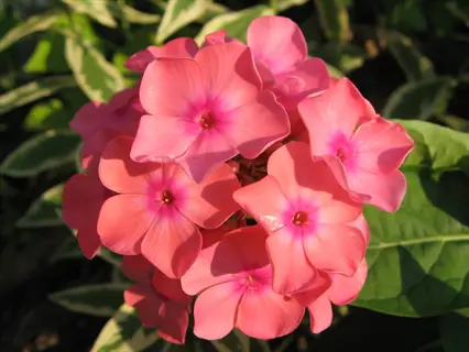 garden phlox pink flowers blooming among green leaves