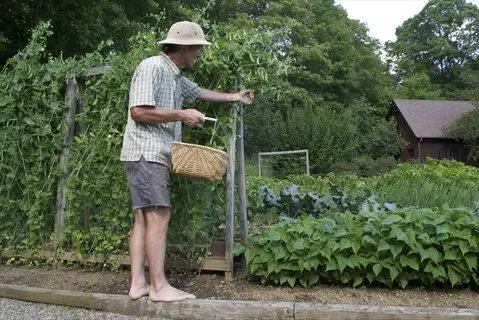 gardener harvesting beside pea plants netting in a vegetable garden