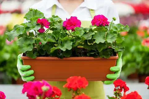gardener holding a dwarf ivy geranium pot with bright pink flowers in a greenhouse
