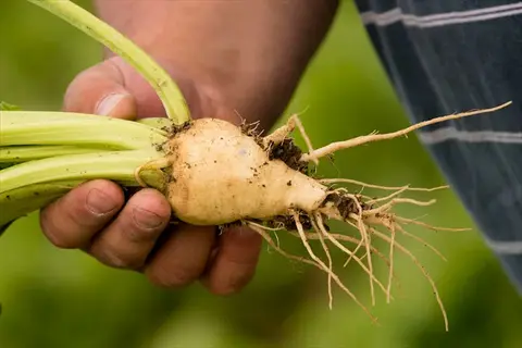 golden beets harvest: hand holding a freshly pulled golden beet with roots and greens