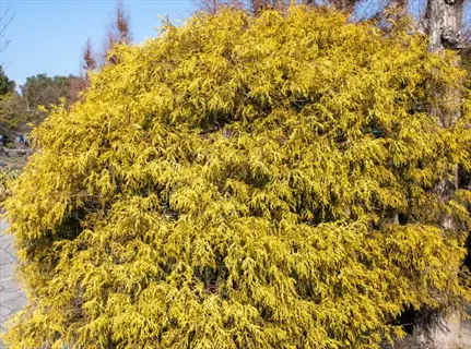 golden mop cypress shrub with bright yellow foliage in a garden