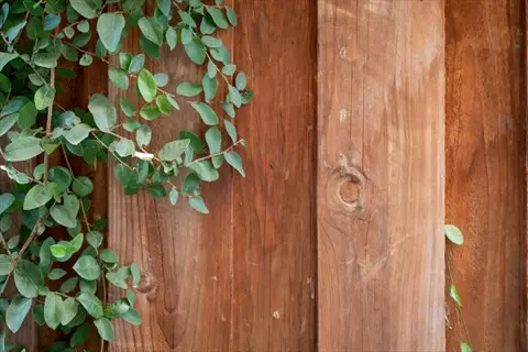 green vines climbing a wooden vine covered fence