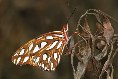 gulf fritillary butterfly perched on dried leaves