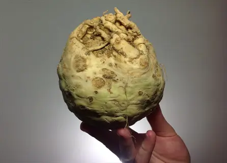 hand holding a celeriac celery root against a plain background