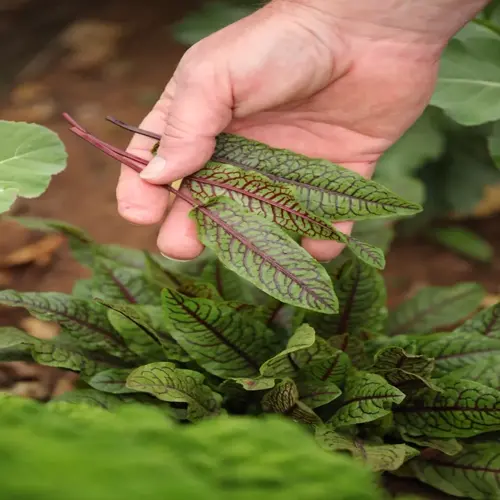 hand holding garden sorrel leaves in a vegetable bed