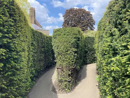 hicks yew hedge forming a lush green garden maze with winding paths