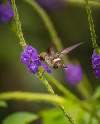 hummingbird purple flower as a hummingbird feeds from a purple bloom