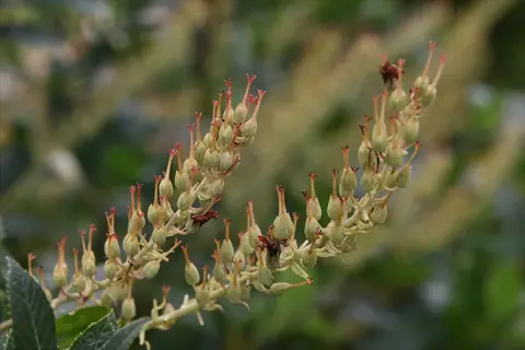 hummingbird summersweet flowers with pale seed pods and ants on arching green stems