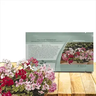 ivy geranium seedlings tray with pink and red blooms in front of labeled plant tag