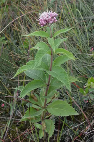 joe pye weed with pink flower cluster growing among grasses