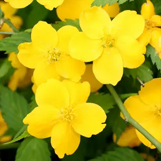 kerria golden guinea single flower with bright yellow blooms and green leaves