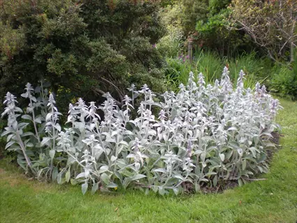 lambs ears plant with silvery leaves and flower spikes in a garden bed