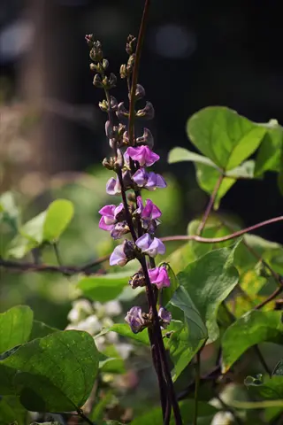large purple bean vine with pink and violet flowers climbing among green leaves