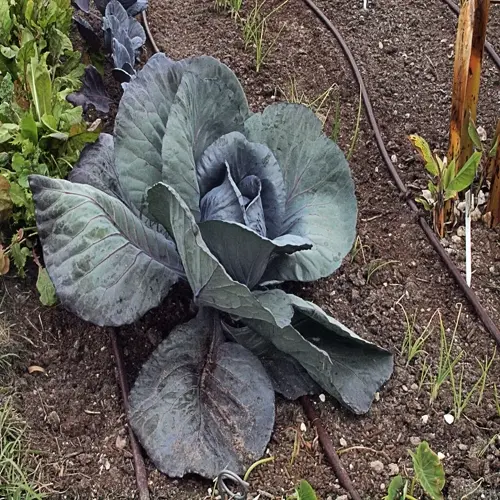 large purple kale plant garden bed with broad leaves, soil, drip irrigation, and nearby seedlings