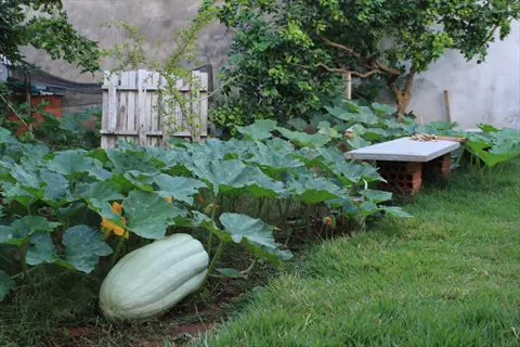 large squash growing in a squash vine garden beside grass and trees