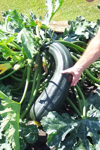 large zucchini growing on a zucchini plant garden with broad leaves and a hand nearby