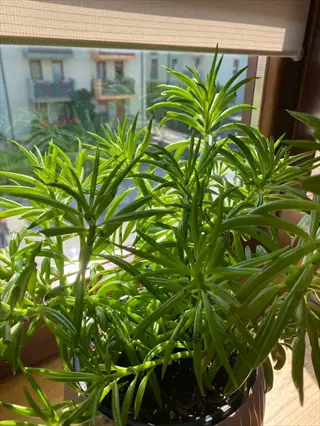 leafy green plant in a dwarf runner bean pot on a sunny windowsill