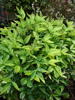 lemon lime nandina shrub with bright green foliage in a garden