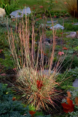 little bluestem grass clump with reddish stems in a garden bed