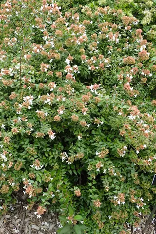 little richard abelia shrub with white flowers and pinkish spent blooms in a garden