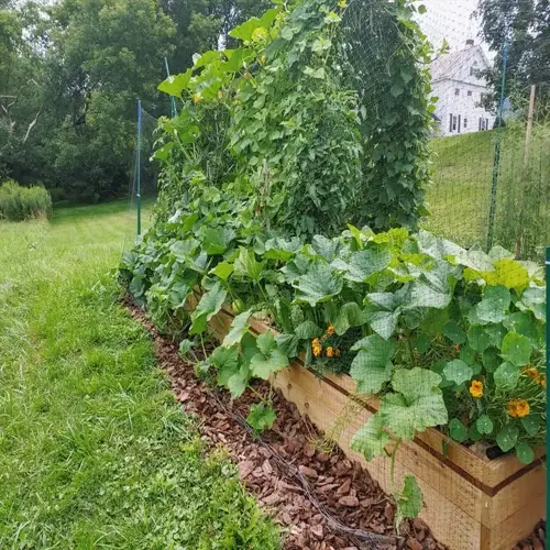 lush squash plants garden in raised wooden beds with beans, flowers, netting, and grass