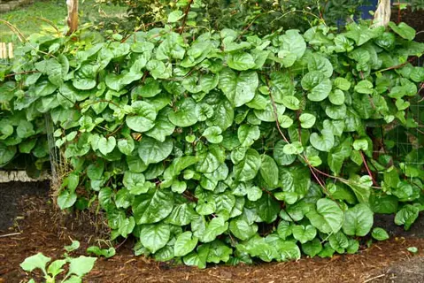 malabar spinach vine with glossy green leaves growing densely on a garden trellis