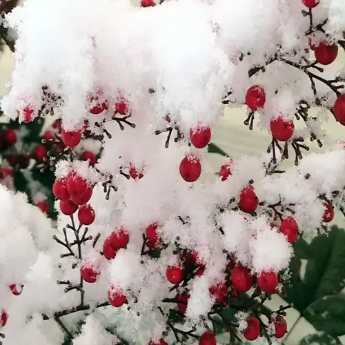 nandina red berries clustered on branches and covered with fresh snow