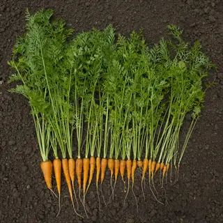 nantes carrots harvest laid on dark garden soil with leafy green tops