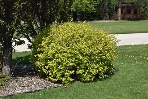 nugget ninebark shrub with bright yellow-green foliage in a landscaped lawn