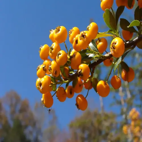 orange firethorn shrub berries clustered on a branch against a clear blue sky