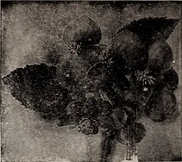 painted lady runner bean plant with dark leaves and small blossoms in a vintage image