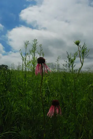 pale purple coneflower prairie with drooping pink blooms under a cloudy blue sky
