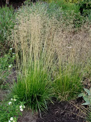 palm sedge rain garden with tall tan seed heads and green grassy clumps in a planted bed