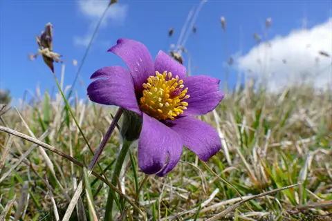 pasque flower pulsatilla purple blooming in dry alpine grass under blue sky