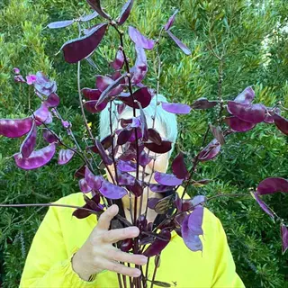 person holding ruby moon hyacinth pods with glossy purple seed pods in a garden