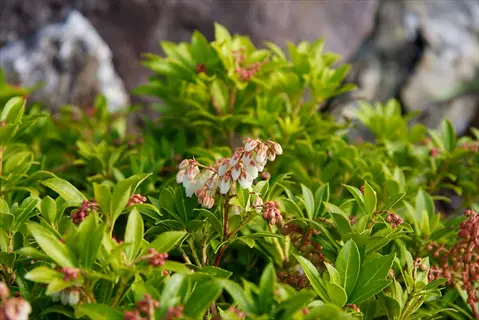 pieris evergreen shrub with glossy green leaves and white bell-shaped flowers