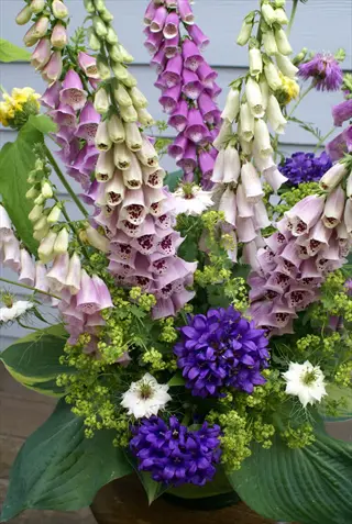 pink and white foxglove flower spikes in a garden bouquet with purple and white blooms