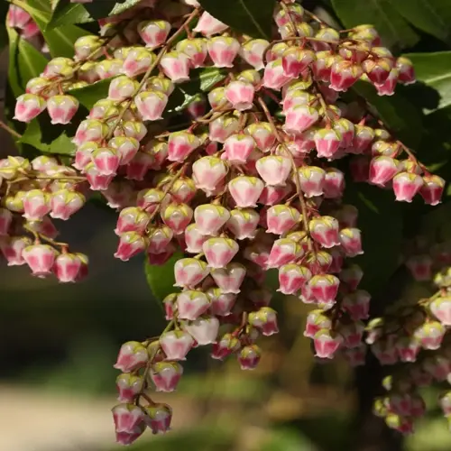 pink and white japanese pieris flowers hanging in clusters with green leaves