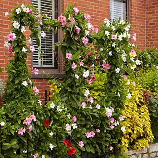pink and white mandevilla climbing trellis vines blooming by a brick house window