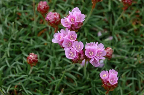 pink armeria maritima thrift flowers blooming among green needle-like foliage